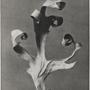 Karl Blossfeldt, 